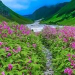 एक जून से खुलेगी विश्व प्रसिद्ध फूलों की घाटी, ऑनलाइन पंजीकरण शुरू