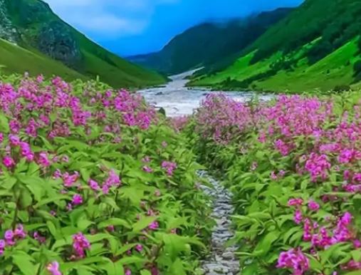 एक जून से खुलेगी विश्व प्रसिद्ध फूलों की घाटी, ऑनलाइन पंजीकरण शुरू