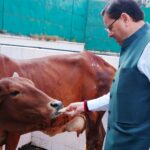 गोवर्धन पूजा के अवसर पर मुख्यमंत्री धामी ने गौ सेवा की और जनता को भक्ति एवं प्रकृति संरक्षण का संदेश दिया।