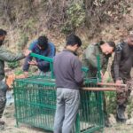 मानव-वन्यजीव संघर्ष पर कड़ा कदम: गुलदार को पकड़ने के साथ ही नष्ट करने के आदेश